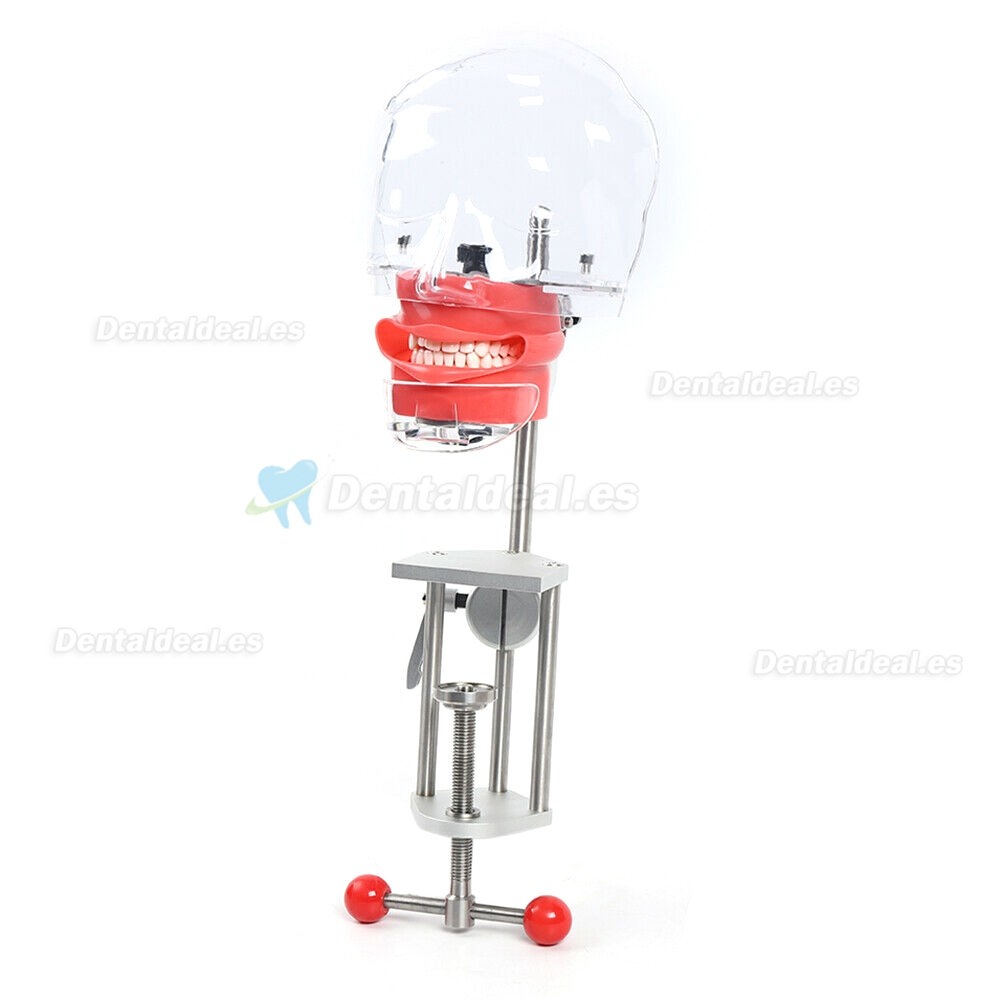 Dental Manikin Phantom Head Model Tooth Teeth Training Simulator Bench Mounted